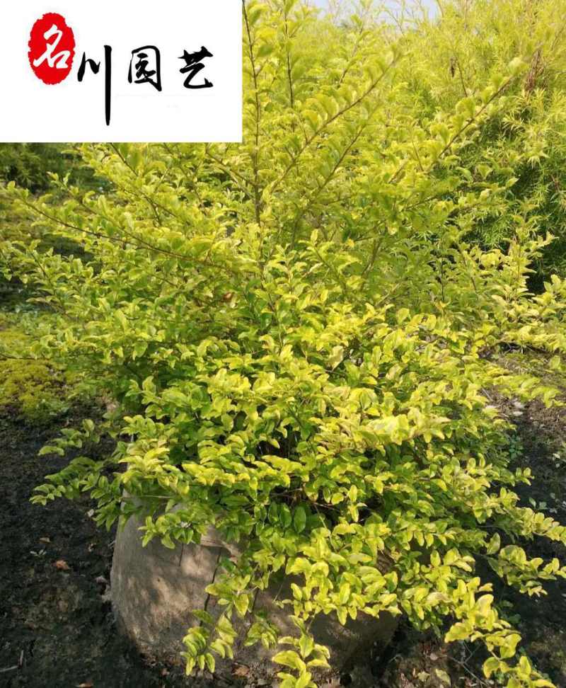 大量批发亮晶女贞杯苗成都基地直供产地价格常绿灌木