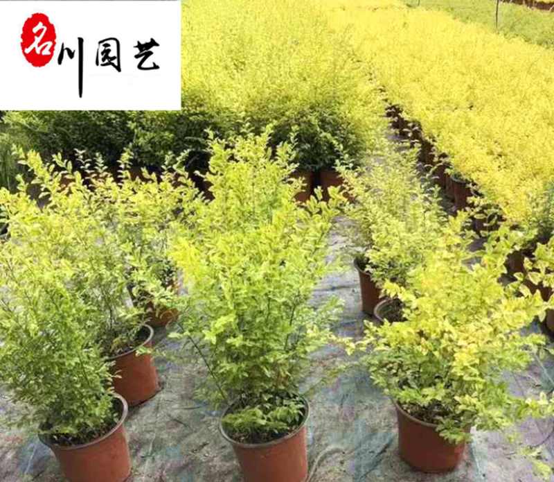 大量批发亮晶女贞杯苗成都基地直供产地价格常绿灌木