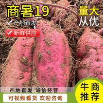 河北红薯临漳商暑19新品上市可视频量大从优欢迎来电