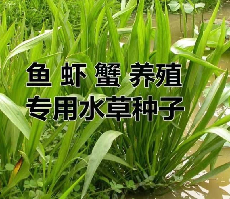 小米草种籽养殖专用水草种子雀叶稗鱼虾蟹牧草种子高产耐水淹