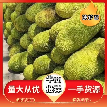 海南一号黄肉菠萝蜜现摘现发货欢迎新老客户光临