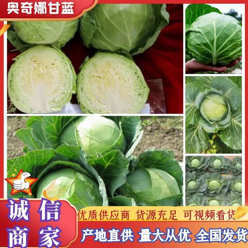 奥奇娜甘蓝来自大山深处，无虫眼，无烧心，耐运输