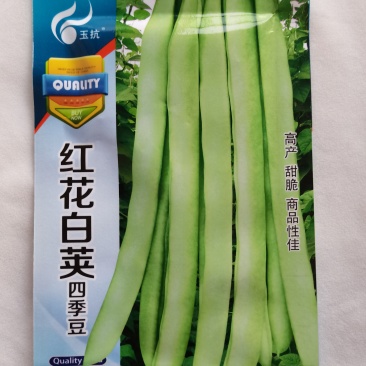 优质品种上架四季豆种子高产红花白荚豆角种子四季豆种子