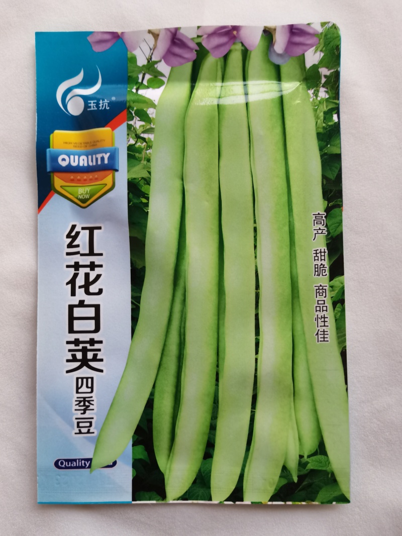 优质品种上架四季豆种子高产红花白荚豆角种子四季豆种子