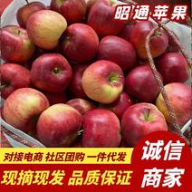 云南昭通苹果产地直发脆甜多汁一件代发对接电商社区团购