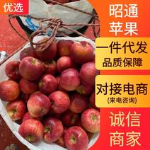 云南昭通苹果大量上市承接电商社区团购一件代发等