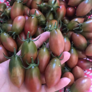 紫弹头小番茄苗，产量高抗病毒性强。