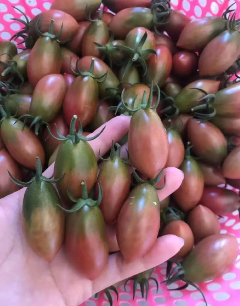 紫弹头小番茄苗，产量高抗病毒性强。