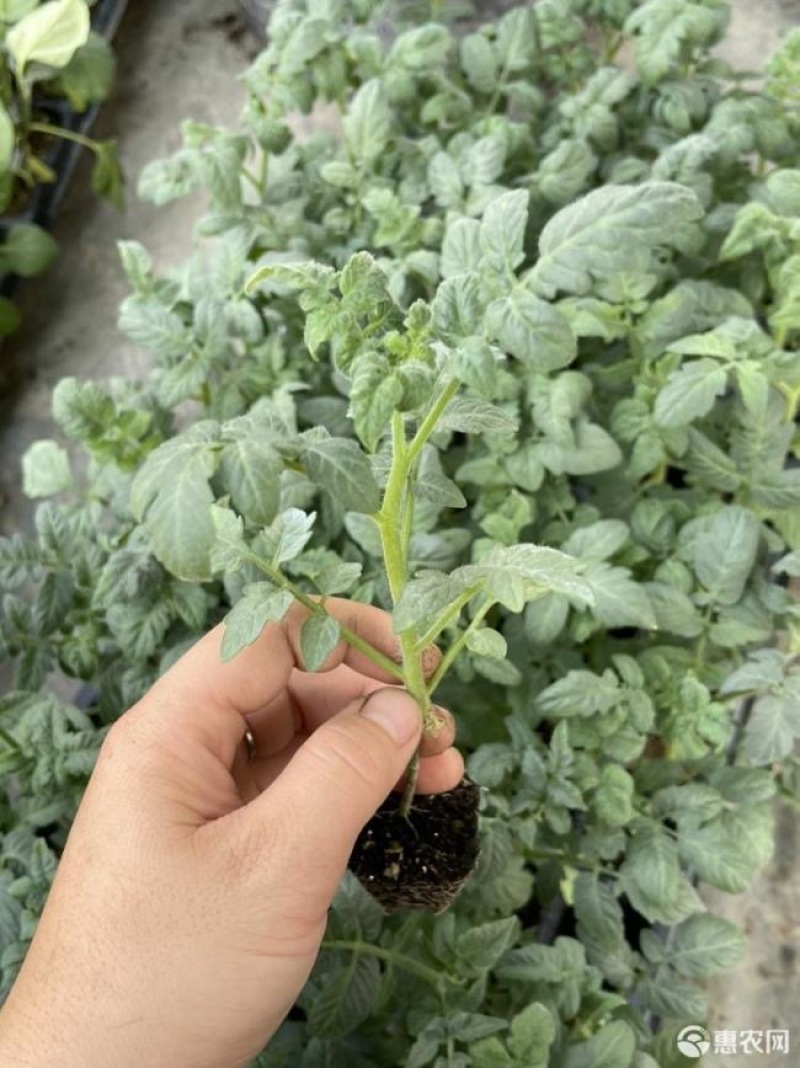 紫弹头小番茄苗，产量高抗病毒性强。