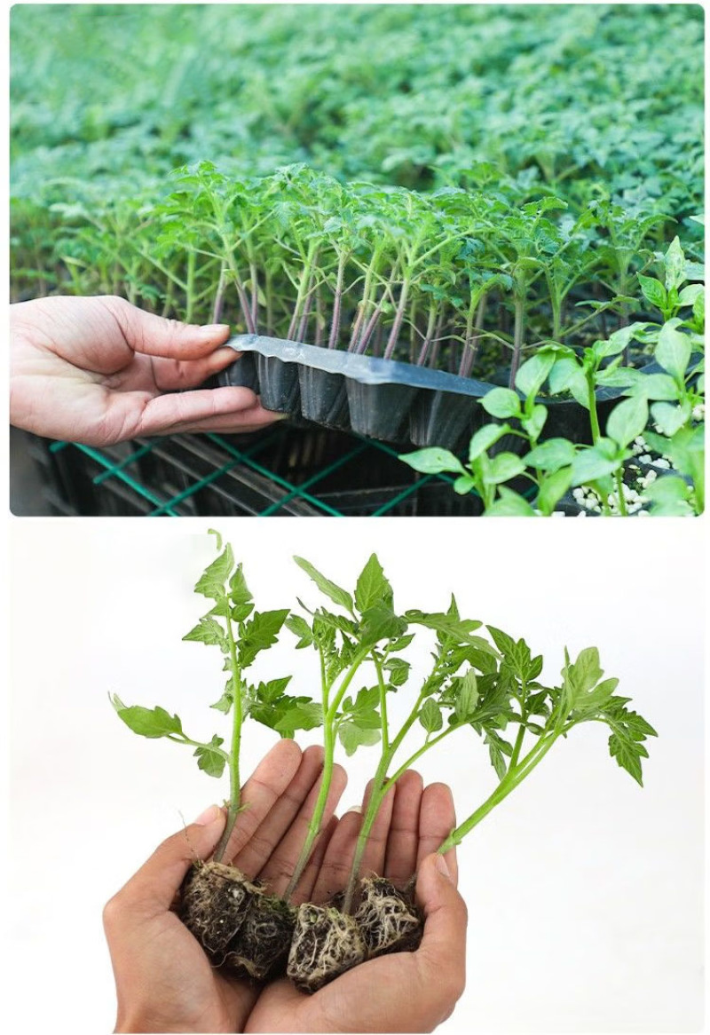 圣女果小西红柿苗玲珑果小番茄苗产量高口感好
