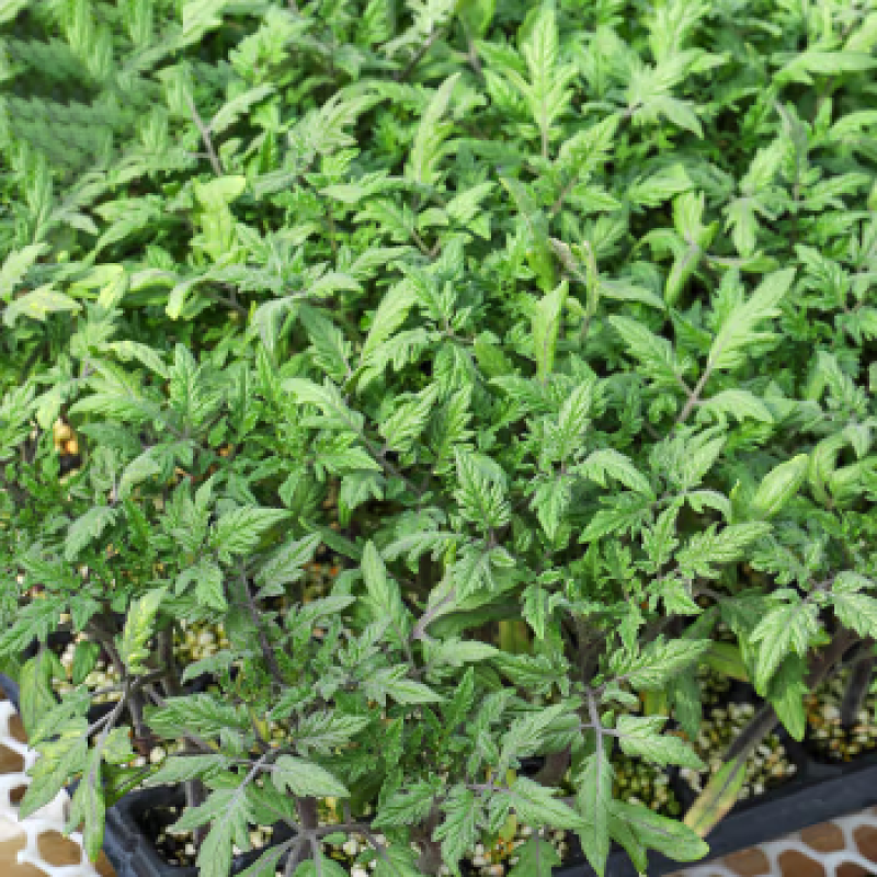 圣女果小西红柿苗玲珑果小番茄苗产量高口感好
