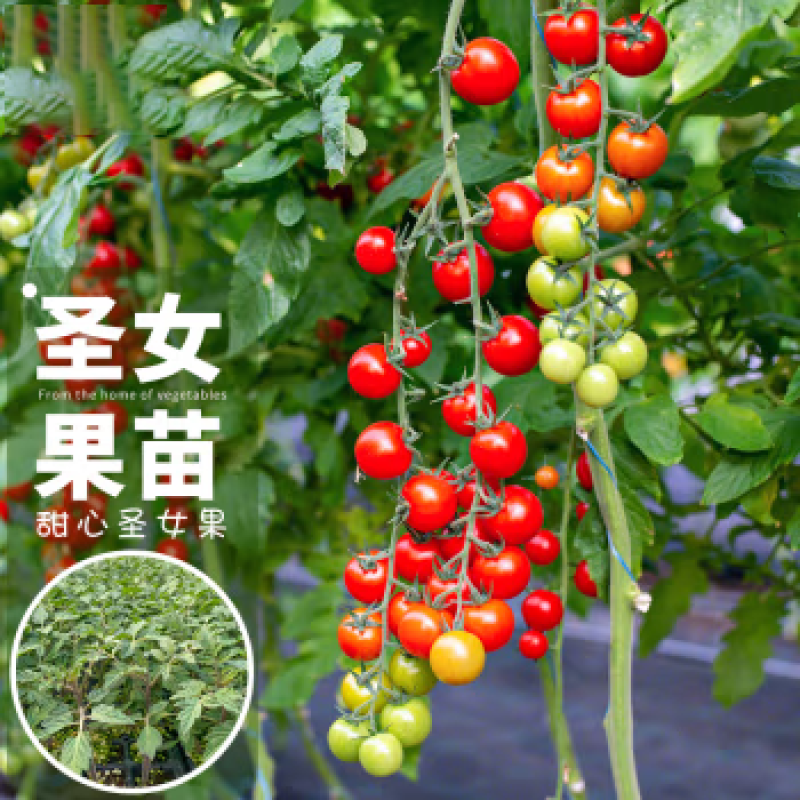 圣女果小西红柿苗玲珑果小番茄苗产量高口感好