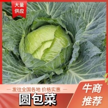 【实力商家】精选包菜，湖北高山甘蓝品质高，口感好产地直供