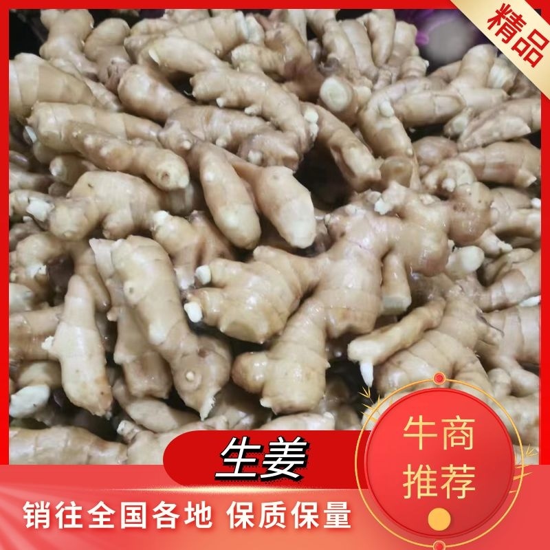 常年供应大黄姜，小黄姜，姜把，水洗姜，电商社区团购，全国