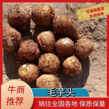 精品芋头，芋头，芋头8520，8520货源充足一手货源