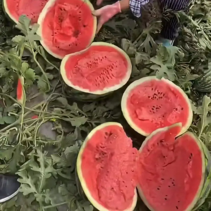 诚信经营/庆红999西瓜/地雷瓜/各种西瓜/内蒙西瓜
