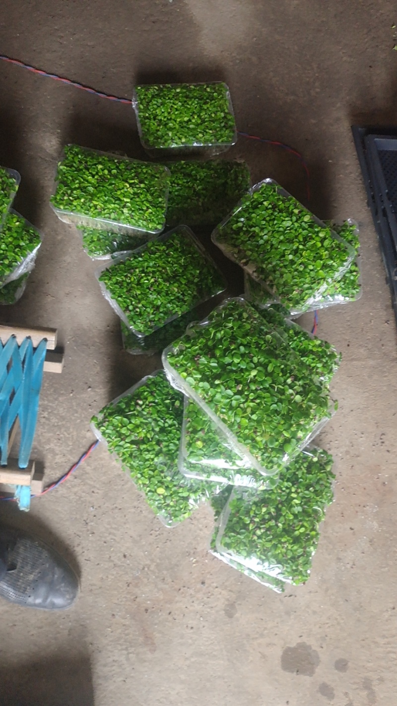 香椿芽苗菜，质量包您满意，现已大量上市，欢迎前来咨询