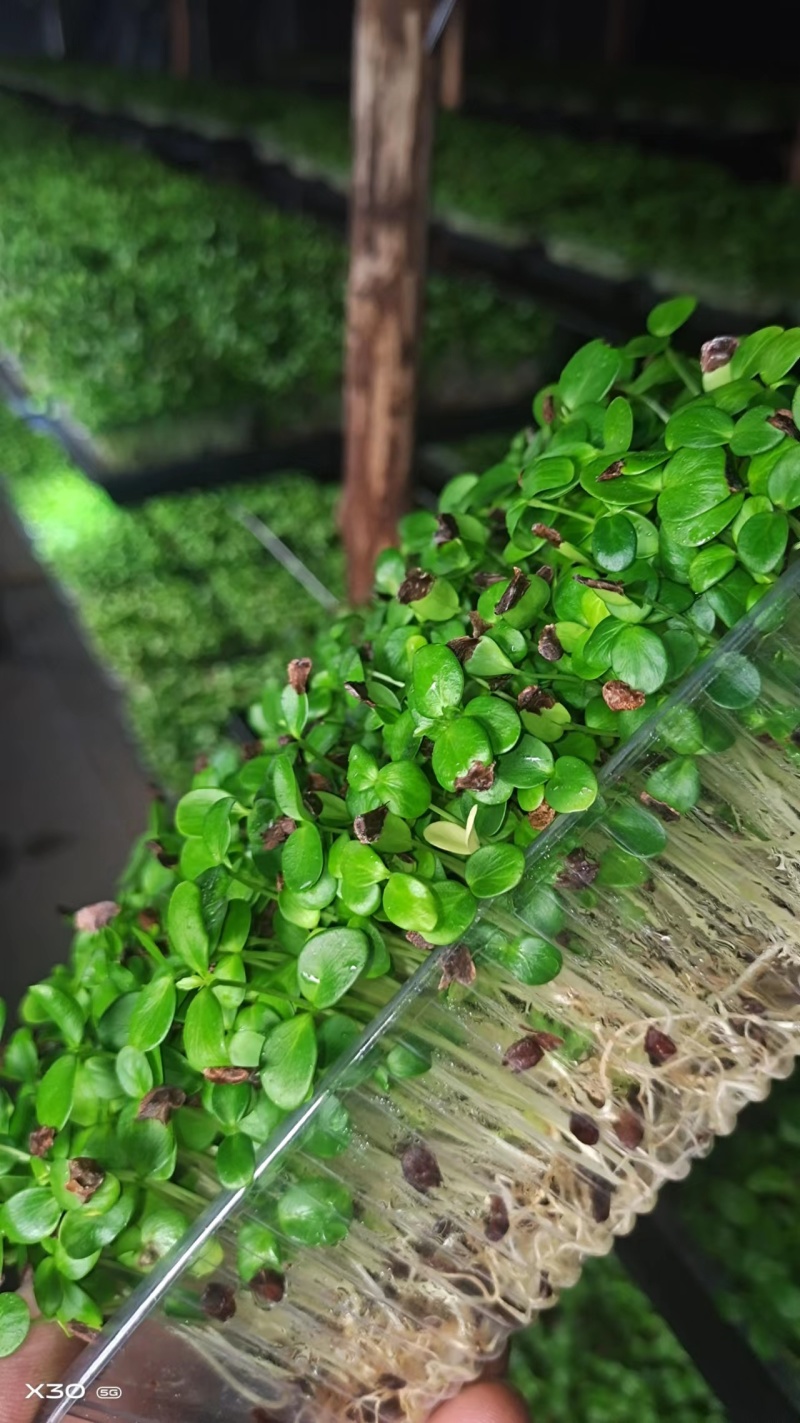香椿芽苗菜，质量包您满意，现已大量上市，欢迎前来咨询