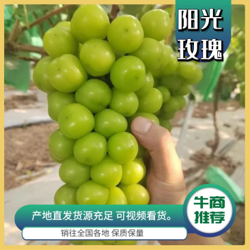 阳光玫瑰葡萄大量供应可一件发可对接商超欢迎考察