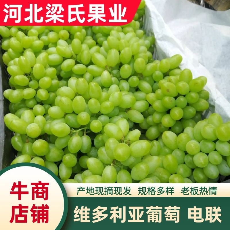 河北维多利亚葡萄，石家庄青提产地供货，口感纯甜电联采购
