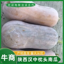 精品枕头南瓜，陕西汉中产地种植面积大，质量保证，欢迎选购