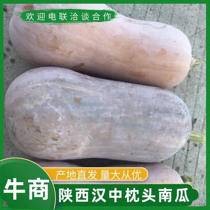 精品枕头南瓜，陕西汉中产地种植面积大，质量保证，欢迎选购