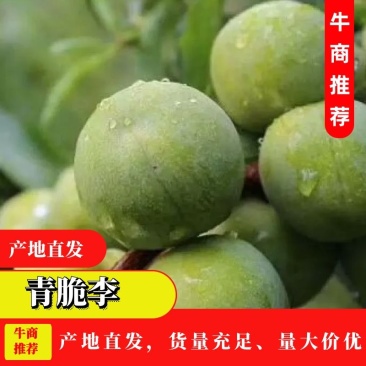 四川青脆李子大量供应保质保量对接全国客商可视频看