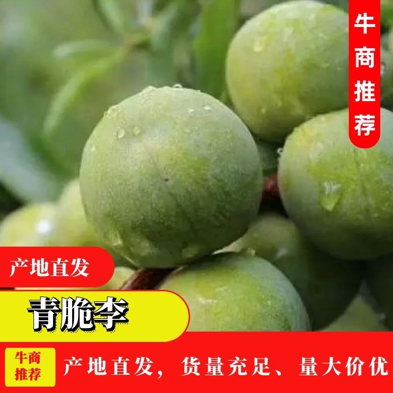 四川青脆李子大量供应保质保量对接全国客商可视频看