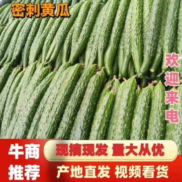 【精品】黄瓜密刺黄瓜产地发货量大从优支持视频看货
