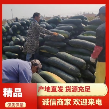 【精品】黑皮冬瓜产地直供大量供应，欢迎新老朋友前来订购