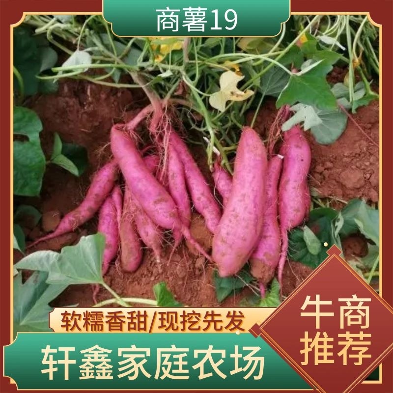 河北邯郸临漳商薯19软糯香甜现挖现发产地发货品质保证