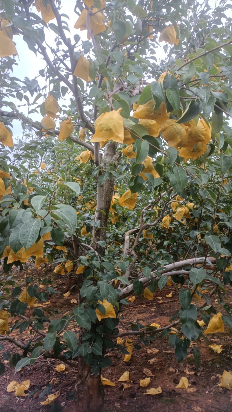 上万亩雪花梨种植基地，实力代收代购代发，原产地发货