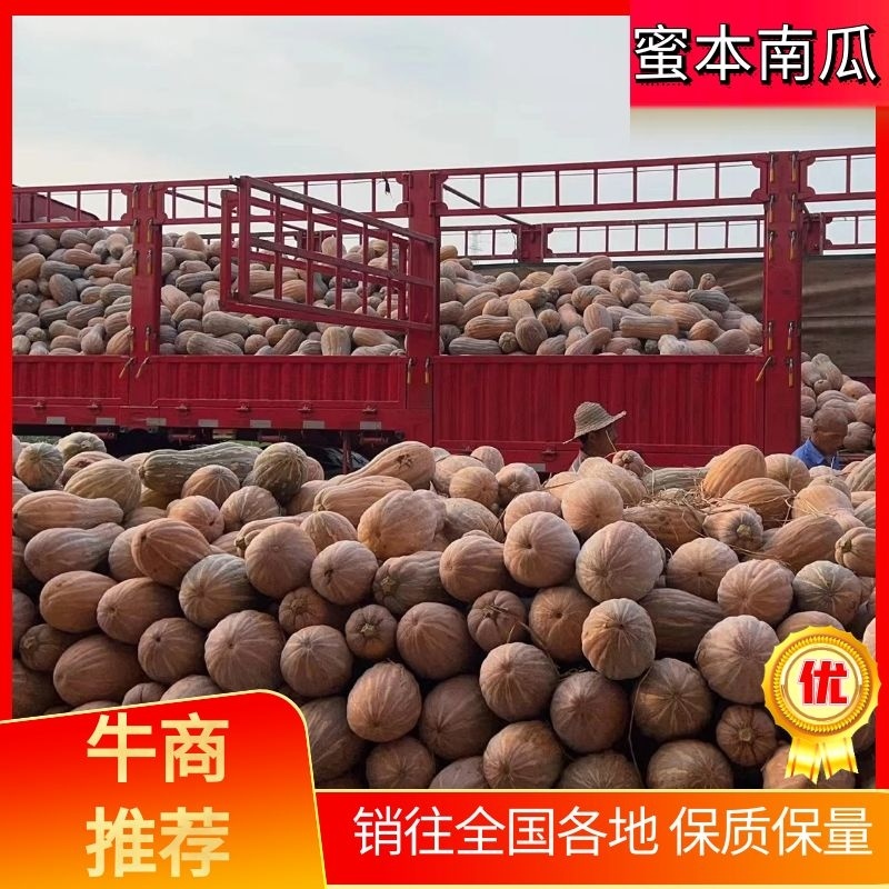 【视频看货】金韩蜜本南瓜支持预定价格实惠品质保证