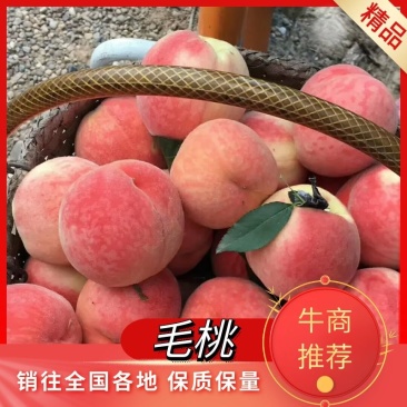 毛桃产地直供脆甜多汁，量大优惠对接全国市场