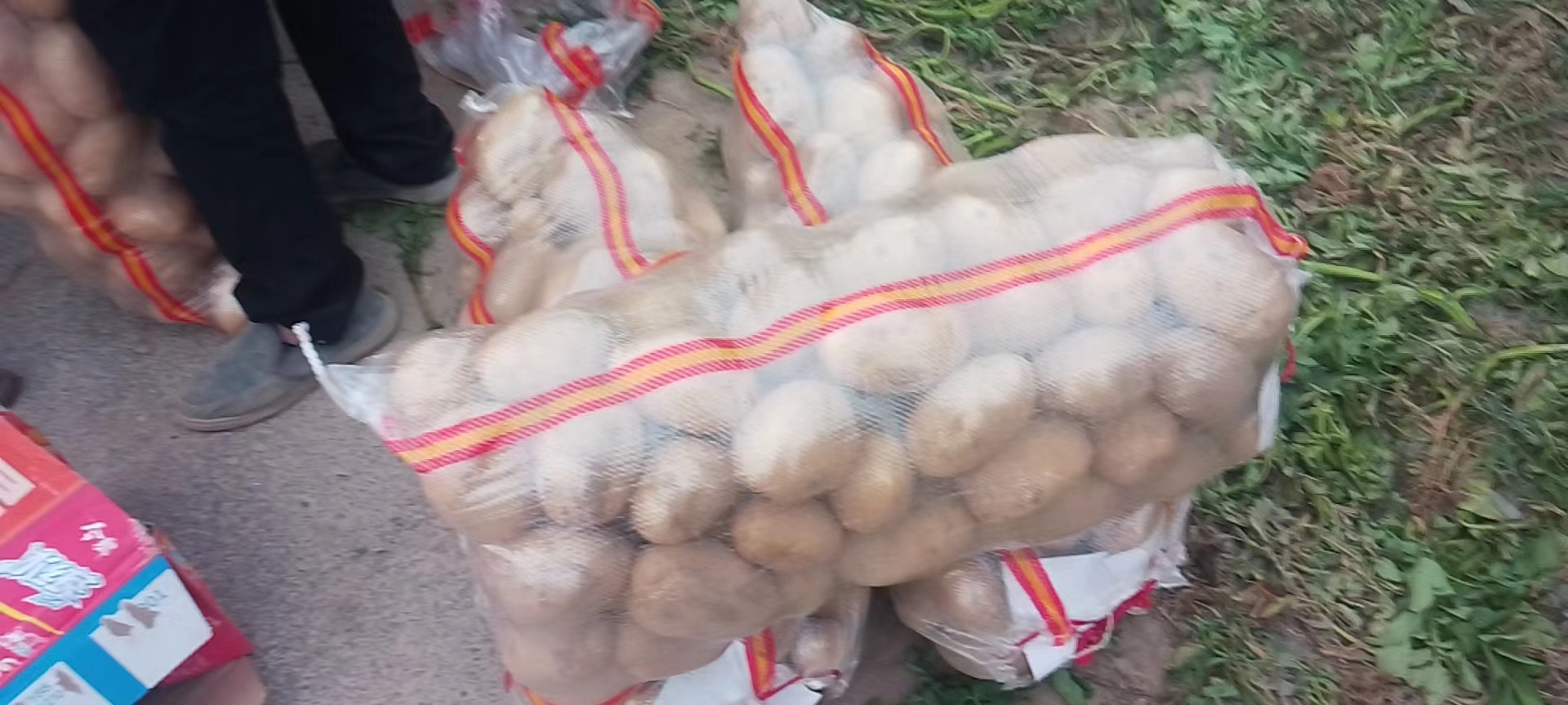 全国荷兰豆主产区分布与品种应用地图