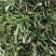河南干辣椒梁园小通货青干辣椒量大从优欢迎来电