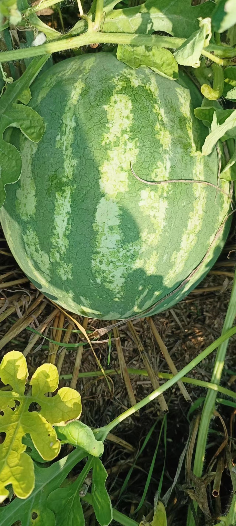 开封花无籽西瓜产地直发一手货源全国代发代办欢迎电联