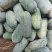 精品水果冬瓜开封基地现摘现发量大从优欢迎电联采购