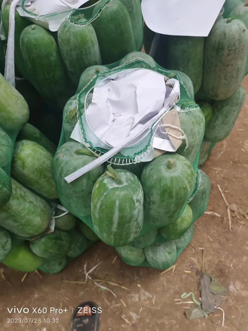 精品水果冬瓜开封基地现摘现发量大从优欢迎电联采购