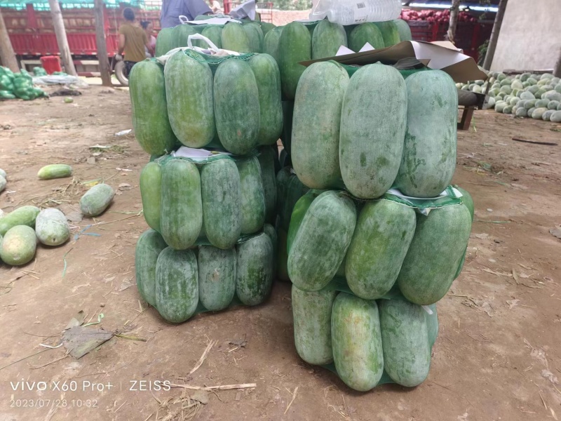 精品水果冬瓜开封基地现摘现发量大从优欢迎电联采购