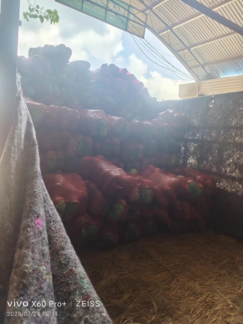 精品水果冬瓜开封基地现摘现发量大从优欢迎电联采购