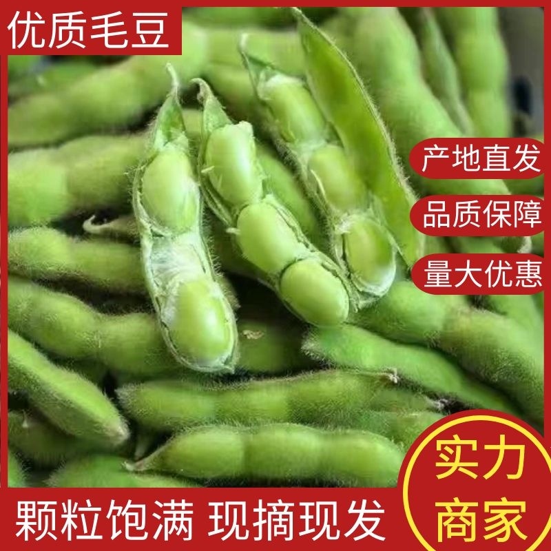 【毛豆】山东翠绿毛豆翠绿宝毛豆对接全国市场电商商超