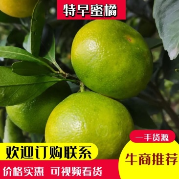 云南高原特早蜜橘上市了，欢迎进店选购，欢迎致电