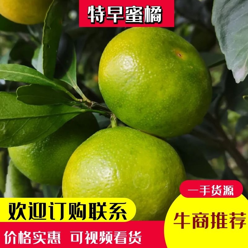 云南高原特早蜜橘上市了，欢迎进店选购，欢迎致电