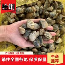 【热】蛤蜊花甲螺海螺大量供货产地发货对接全国量大