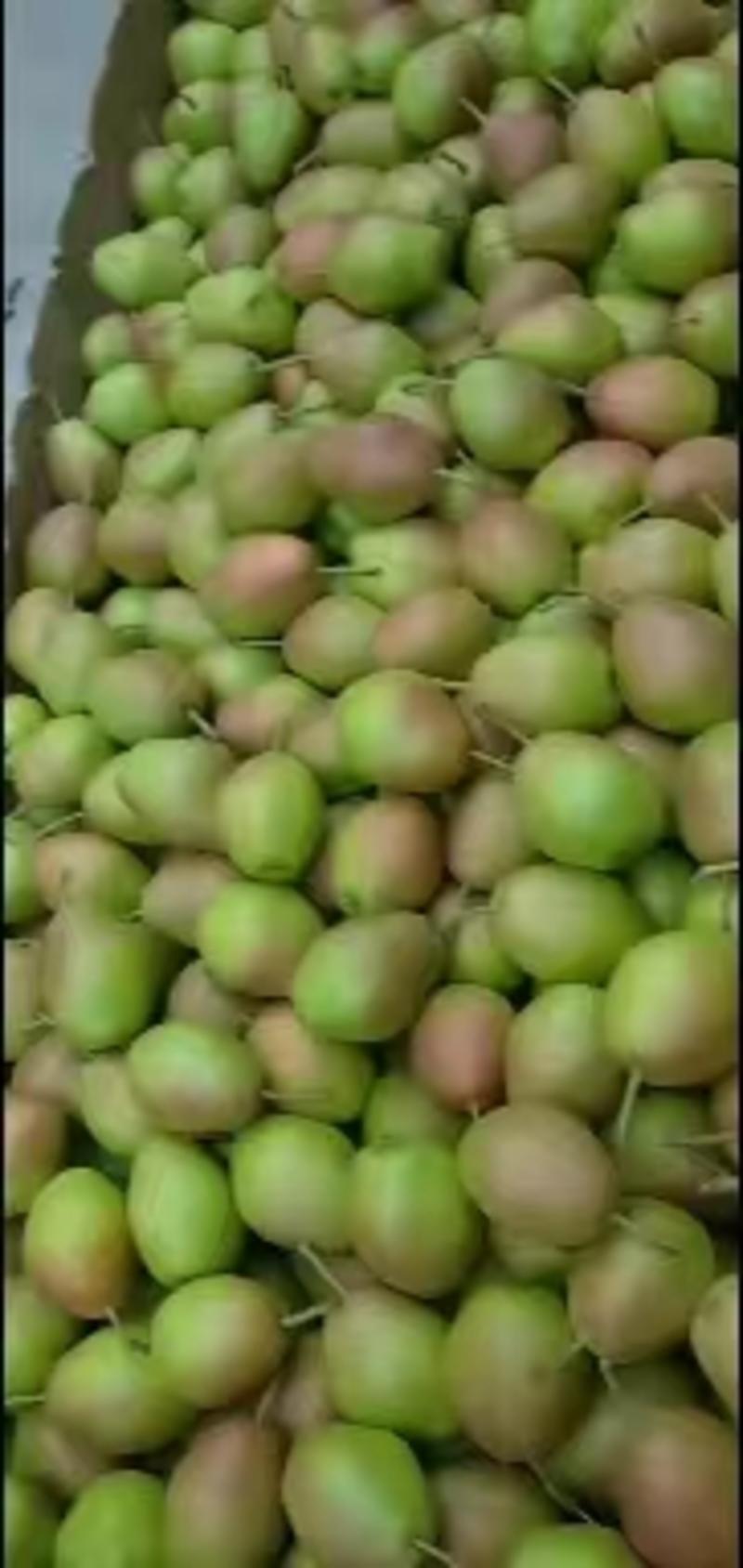 【推荐】山西运城市红香酥梨大量供应皮薄多肉脆甜可口欢迎致电