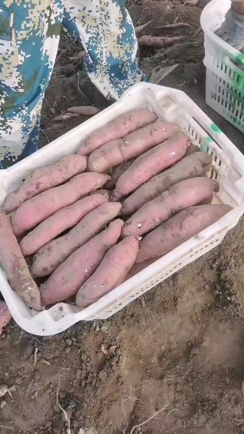 商薯19大上市！产地直发！2023年头茬当天采摘
