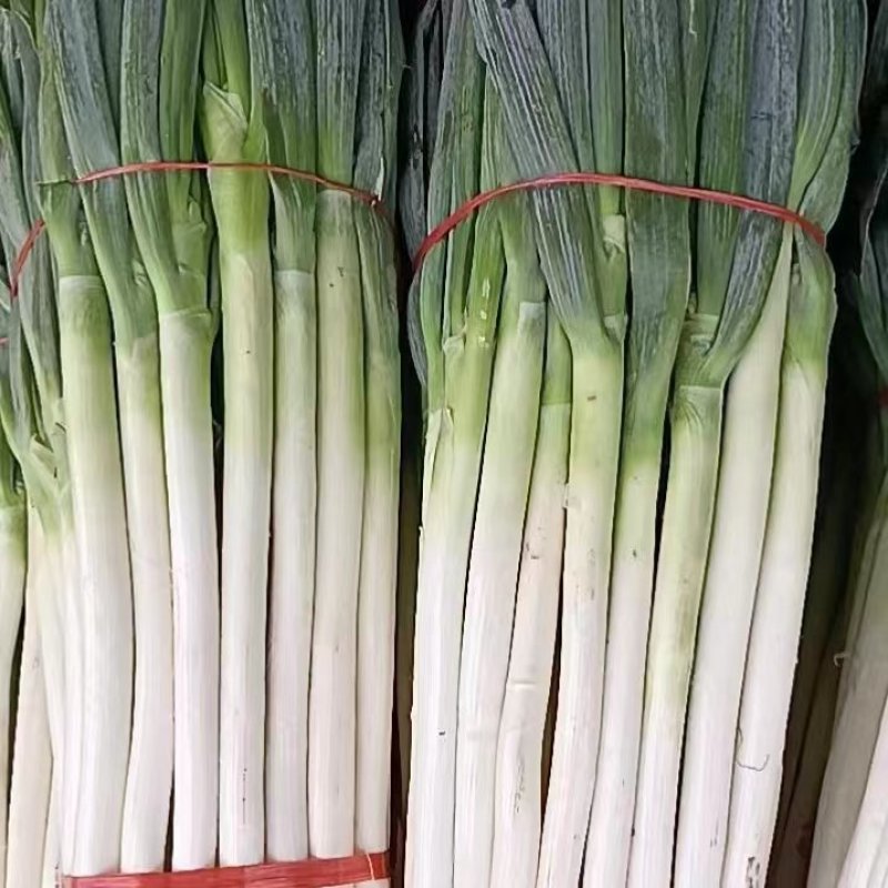 精品钢葱大量出货中！
