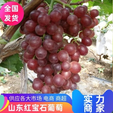 山东葡萄红宝石葡萄对接全国客商货源稳定充足