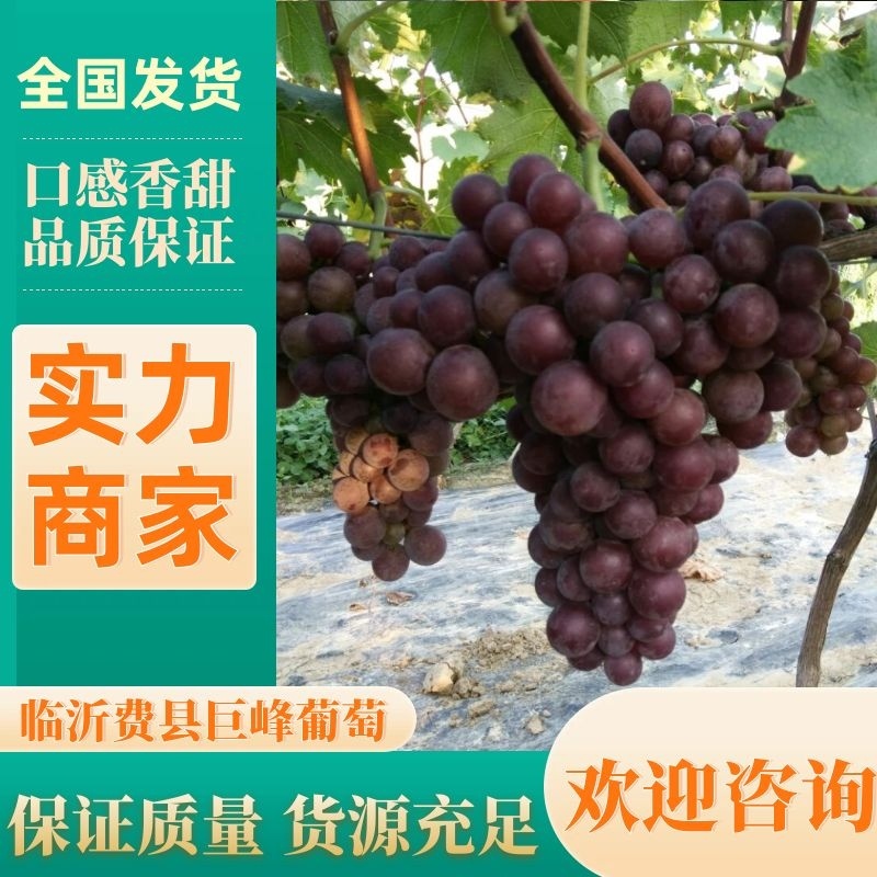 巨峰葡萄1.5~2斤产地一手货源对接全国电商批发商